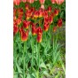 Tulip Lilyflowering Striking Match 4 Bulbs Ready for Planting Now in UK Autumn Outdoor Gardens by Jamieson Brothers