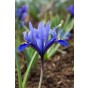 Iris Reticulata Harmony 20 Bulbs Ready for Planting Now in UK Autumn Outdoor Gardens
