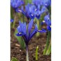 Iris Reticulata Harmony 20 Bulbs Ready for Planting Now in UK Autumn Outdoor Gardens
