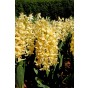 Hyacinthus Orientalis City Of Haarlem 5 Bulbs Ready for Planting Now in UK Autumn Outdoor Gardens