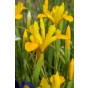 Iris Holl. Royal Yellow 12 Bulbs Ready for Planting Now in UK Autumn Outdoor Gardens