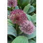 Allium Red Giant 8 Bulbs Ready for Planting Now in UK Autumn Outdoor Gardens