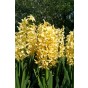 Hyacinthus Orientalis City Of Haarlem 5 Bulbs Ready for Planting Now in UK Autumn Outdoor Gardens