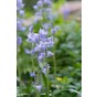 Scilla Campanulata Blue 15 Bulbs Ready for Planting Now in UK Autumn Outdoor Gardens