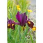 Dutch Iris Hollandica Red Ember 20 Bulbs Ready for Planting Now in UK Autumn Outdoor Gardens