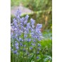 Scilla Campanulata Blue 15 Bulbs Ready for Planting Now in UK Autumn Outdoor Gardens
