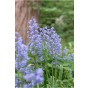 Scilla Campanulata Blue 15 Bulbs Ready for Planting Now in UK Autumn Outdoor Gardens