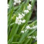 Leucojum Gravetye Giant 5 Bulbs Ready for Planting Now in UK Autumn Outdoor Gardens
