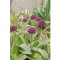 Allium Ostara 6 Bulbs Ready for Planting Now in UK Autumn Outdoor Gardens