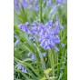 Scilla Campanulata Blue 15 Bulbs Ready for Planting Now in UK Autumn Outdoor Gardens