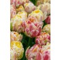 Tulip Double Late Sprinkle Dip 6 Bulbs Ready for Planting Now in UK Autumn Outdoor Gardens
