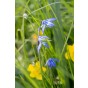 Scilla Scilla Siberica 20 Bulbs Ready for Planting Now in UK Autumn Outdoor Gardens by Jamieson Brothers