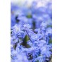 Scilla Scilla Siberica 20 Bulbs Ready for Planting Now in UK Autumn Outdoor Gardens by Jamieson Brothers