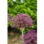 Allium Magic 10 Bulbs Ready for Planting Now in UK Autumn Outdoor Gardens