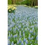 Muscari Aucheri Ocean Magic 15 Bulbs Ready for Planting Now in UK Autumn Outdoor Gardens by Jamieson Brothers