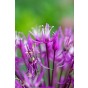 Allium Aflatunense 10 Bulbs Ready for Planting Now in UK Autumn Outdoor Gardens