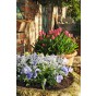 White Lasagne Mix: Chionodoxa Alba, Daffodil Princess Zaïde, Tulip White Prince 15 Bulbs Ready for Planting Now in UK Autumn Outdoor Gardens