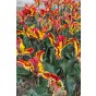Tulip Parrot Rasta Parrot 6 Bulbs Ready for Planting Now in UK Autumn Outdoor Gardens