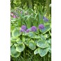 Allium Aflatunense 10 Bulbs Ready for Planting Now in UK Autumn Outdoor Gardens