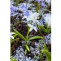 White Lasagne Mix: Chionodoxa Alba, Daffodil Princess Zaïde, Tulip White Prince 15 Bulbs Ready for Planting Now in UK Autumn Outdoor Gardens
