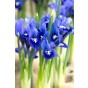 Iris Reticulata Harmony 20 Bulbs Ready for Planting Now in UK Autumn Outdoor Gardens