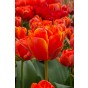 Tulip Double Late Queensday 6 Bulbs Ready for Planting Now in UK Autumn Outdoor Gardens