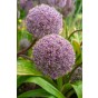 Allium Party Balloons 1 Bulb Ready for Planting Now in UK Autumn Outdoor Gardens