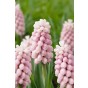 Muscari Pink Sunrise 8 Bulbs Ready for Planting Now in UK Autumn Outdoor Gardens by Jamieson Brothers