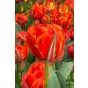 Tulip Double Late Queensday 6 Bulbs Ready for Planting Now in UK Autumn Outdoor Gardens