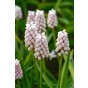 Muscari Pink Sunrise 8 Bulbs Ready for Planting Now in UK Autumn Outdoor Gardens by Jamieson Brothers