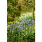 Scilla Campanulata Blue 15 Bulbs Ready for Planting Now in UK Autumn Outdoor Gardens
