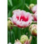 Tulip Double Late Chandelier 6 Bulbs Ready for Planting Now in UK Autumn Outdoor Gardens by Jamieson Brothers