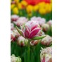 Tulip Double Late Chandelier 6 Bulbs Ready for Planting Now in UK Autumn Outdoor Gardens by Jamieson Brothers