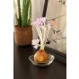 Colchicum: Colchicum The Giant 1 Bulb Ready for Planting Now in UK Autumn Outdoor Gardens by Jamieson Brothers