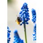 Ratatouille, Purple & Blue Tones: Tulip Margarita, Tulip Foxtrot, Muscari Armeniacum, Hyacinthus Fondant 30 Bulbs Ready for Planting Now in UK Autumn Outdoor Gardens