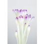 Colchicum: Colchicum The Giant 1 Bulb Ready for Planting Now in UK Autumn Outdoor Gardens by Jamieson Brothers