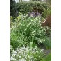 Leucojum Gravetye Giant 5 Bulbs Ready for Planting Now in UK Autumn Outdoor Gardens
