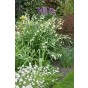 Leucojum Gravetye Giant 5 Bulbs Ready for Planting Now in UK Autumn Outdoor Gardens