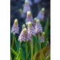 Muscari Pink Sunrise 8 Bulbs Ready for Planting Now in UK Autumn Outdoor Gardens by Jamieson Brothers
