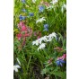 Happy Spring Garden 200 Bulbs Ready for Planting Now in UK Autumn Outdoor Gardens by Jamieson Brothers