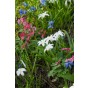Scilla Scilla Siberica 20 Bulbs Ready for Planting Now in UK Autumn Outdoor Gardens by Jamieson Brothers