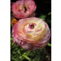 Little Treasures Ranunculus Picotee Pink 12 Bulbs Ready for Planting Now in UK Autumn Outdoor Gardens by Jamieson Brothers