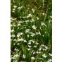 Pollinator Flower Power Mix 15 Bulbs Ready for Planting Now in UK Autumn Outdoor Gardens