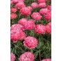 Tulip Double Late Taiwan 6 Bulbs Ready for Planting Now in UK Autumn Outdoor Gardens
