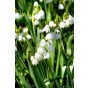 Leucojum Gravetye Giant 5 Bulbs Ready for Planting Now in UK Autumn Outdoor Gardens