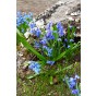 Scilla Scilla Siberica 20 Bulbs Ready for Planting Now in UK Autumn Outdoor Gardens by Jamieson Brothers