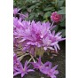 Colchicum: Colchicum Waterlily 1 Bulb Ready for Planting Now in UK Autumn Outdoor Gardens by Jamieson Brothers