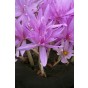 Colchicum: Colchicum Waterlily 1 Bulb Ready for Planting Now in UK Autumn Outdoor Gardens by Jamieson Brothers