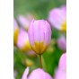 Tulip Botanical/Rockgarden Bakari Lilac Wonder 15 Bulbs Ready for Planting Now in UK Autumn Outdoor Gardens by Jamieson Brothers