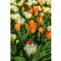 Tulip Double Early Exotic Emperor 6 Bulbs Ready for Planting Now in UK Autumn Outdoor Gardens by Jamieson Brothers